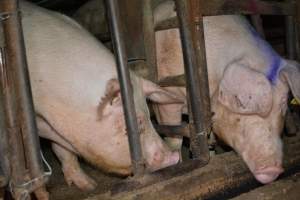 Sow stalls - Captured at Korunye Park Piggery, Korunye SA Australia.