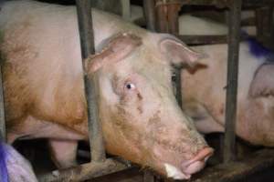 Sow stalls - Captured at Korunye Park Piggery, Korunye SA Australia.