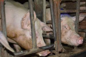 Sow stalls - Captured at Korunye Park Piggery, Korunye SA Australia.