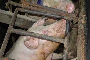 Sow stalls - Captured at Korunye Park Piggery, Korunye SA Australia.