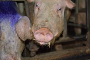 Sow stalls - Captured at Korunye Park Piggery, Korunye SA Australia.