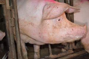 Sow stalls - Captured at Korunye Park Piggery, Korunye SA Australia.