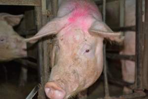 Sow stalls - Captured at Korunye Park Piggery, Korunye SA Australia.