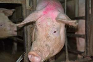 Sow stalls - Captured at Korunye Park Piggery, Korunye SA Australia.