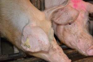 Sow stalls - Captured at Korunye Park Piggery, Korunye SA Australia.