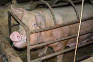 Sow in farrowing crate - Captured at Korunye Park Piggery, Korunye SA Australia.