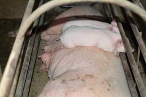 Piglets sleeping on mother - Captured at Korunye Park Piggery, Korunye SA Australia.