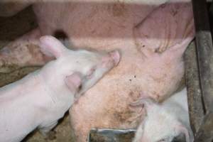 Piglets in farrowing crates - Captured at Korunye Park Piggery, Korunye SA Australia.