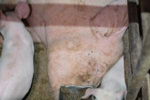 Piglets in farrowing crates - Captured at Korunye Park Piggery, Korunye SA Australia.