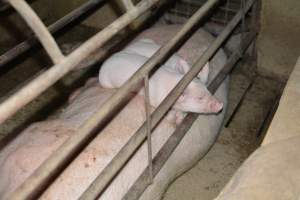 Piglets sleeping on mother farrowing crates - Captured at Korunye Park Piggery, Korunye SA Australia.