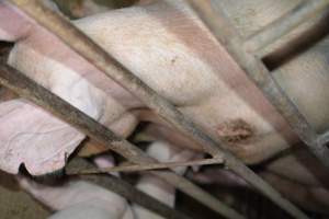 Pressure sore on sow - Captured at Korunye Park Piggery, Korunye SA Australia.