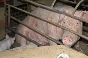 Sow in farrowing crates - Captured at Korunye Park Piggery, Korunye SA Australia.