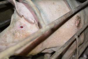 Pressure sore on sow - Captured at Korunye Park Piggery, Korunye SA Australia.