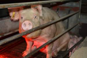 Sow in farrowing crates - Captured at Unknown piggery, Woods Point SA Australia.