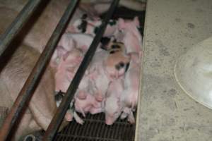 Piglets in farrowing crates - Captured at Unknown piggery, Woods Point SA Australia.