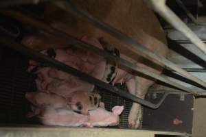 Farrowing crates - Captured at Unknown piggery, Woods Point SA Australia.