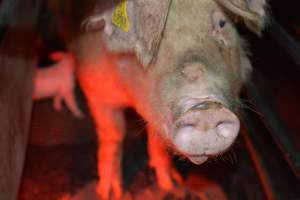 Sow in farrowing crates - Captured at Unknown piggery, Woods Point SA Australia.