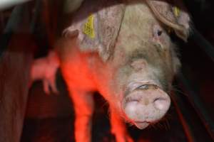 Sow in farrowing crates - Captured at Unknown piggery, Woods Point SA Australia.