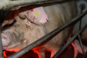 Sow in farrowing crates - Captured at Unknown piggery, Woods Point SA Australia.