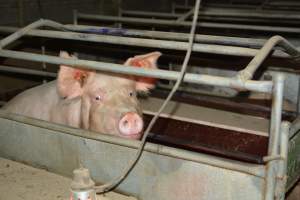 Sow in farrowing crates - Captured at Unknown piggery, Woods Point SA Australia.