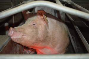 Sow in farrowing crates - Captured at Unknown piggery, Woods Point SA Australia.