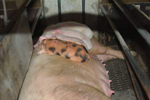 Piglets sleeping on their mother - Captured at Unknown piggery, Woods Point SA Australia.