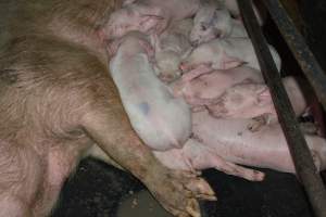 Farrowing crates - Captured at Unknown piggery, Woods Point SA Australia.