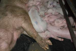 Farrowing crates - Captured at Unknown piggery, Woods Point SA Australia.