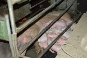 Farrowing crates - Captured at Unknown piggery, Woods Point SA Australia.