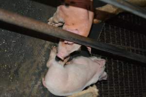 Farrowing crates - Captured at Unknown piggery, Woods Point SA Australia.