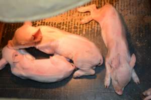Piglets in farrowing crates - Captured at Unknown piggery, Woods Point SA Australia.