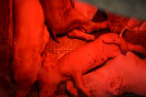 Piglets in farrowing crates - Captured at Unknown piggery, Woods Point SA Australia.