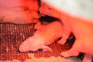 Piglets in farrowing crates - Captured at Unknown piggery, Woods Point SA Australia.