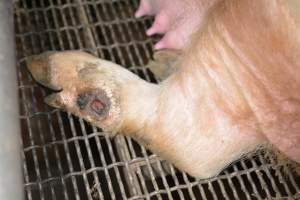 Sow with injury - Captured at Unknown piggery, Woods Point SA Australia.