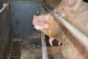 Sow in farrowing crates - Captured at Unknown piggery, Woods Point SA Australia.