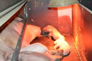 Farrowing crates - Captured at Unknown piggery, Woods Point SA Australia.