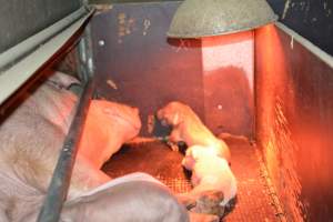 Farrowing crates - Captured at Unknown piggery, Woods Point SA Australia.