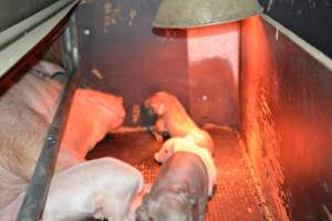 Farrowing crates - Captured at Unknown piggery, Woods Point SA Australia.