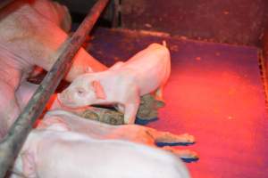 Piglet in farrowing crates - Captured at Unknown piggery, Woods Point SA Australia.
