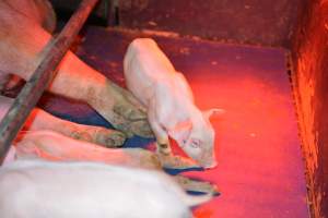 Piglet in farrowing crates - Captured at Unknown piggery, Woods Point SA Australia.