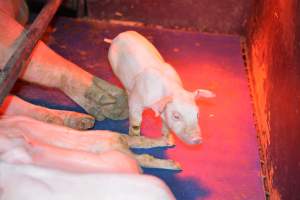 Piglet in farrowing crates - Captured at Unknown piggery, Woods Point SA Australia.