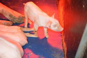 Piglet in farrowing crates - Captured at Unknown piggery, Woods Point SA Australia.