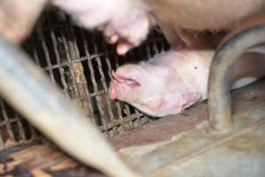 Dead piglet in farrowing crates - Captured at Unknown piggery, Woods Point SA Australia.