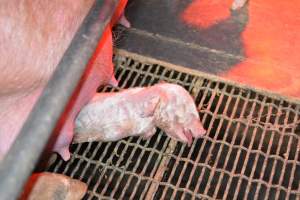 Dead piglet in farrowing crates - Captured at Unknown piggery, Woods Point SA Australia.