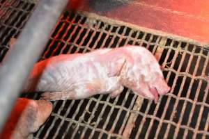 Dead piglet in farrowing crates - Captured at Unknown piggery, Woods Point SA Australia.