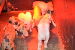 Piglets in farrowing crates - Captured at Unknown piggery, Woods Point SA Australia.