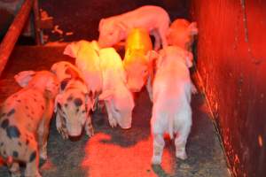 Piglets in farrowing crates - Captured at Unknown piggery, Woods Point SA Australia.