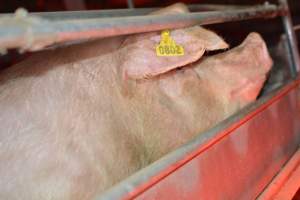 Sow in farrowing crates - Captured at Unknown piggery, Woods Point SA Australia.