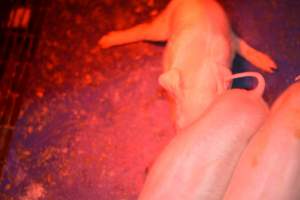 Splayed piglet in farrowing crates - Captured at Unknown piggery, Woods Point SA Australia.