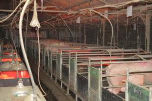 Farrowing crates - Captured at Unknown piggery, Woods Point SA Australia.